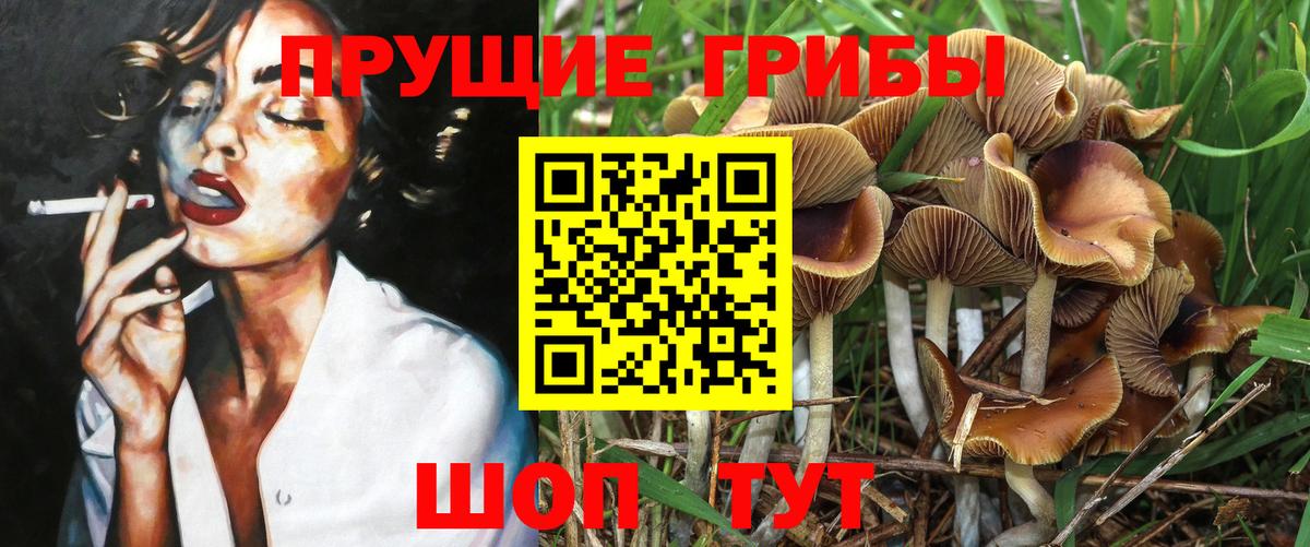 Гатчина  Псилоцибиновые грибы ЛСД  Вход с VPN 